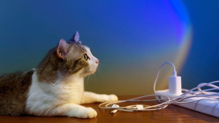 Electrical Safety for Pet Owners
